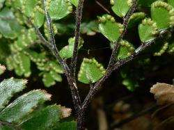 Adiantum hispidulum. Antrorse hairs on the stipe and pinna costae.
 Image: L.R. Perrie © Te Papa CC BY-NC 3.0 NZ